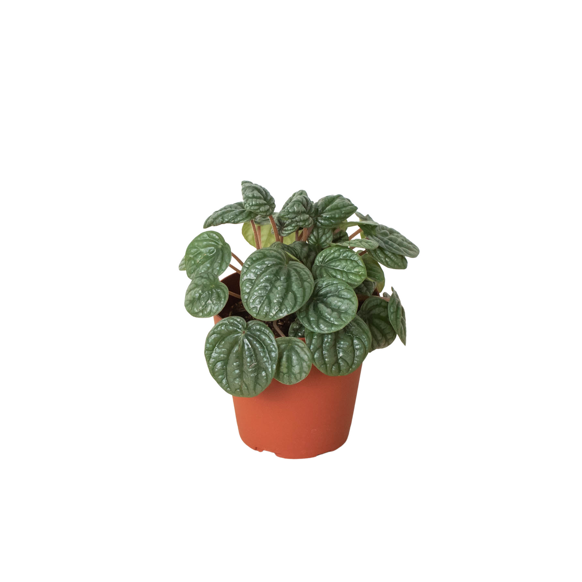 buy peperomia 'burbella' live houseplant 4" pot online, silvery-gray rippled leaves with dark veins, compact upright growth, deeply ridged caperata texture, low-maintenance semi-succulent foliage, ideal for a minimalist desk or shelf display, a thoughtful gift for pet-owning plant lovers