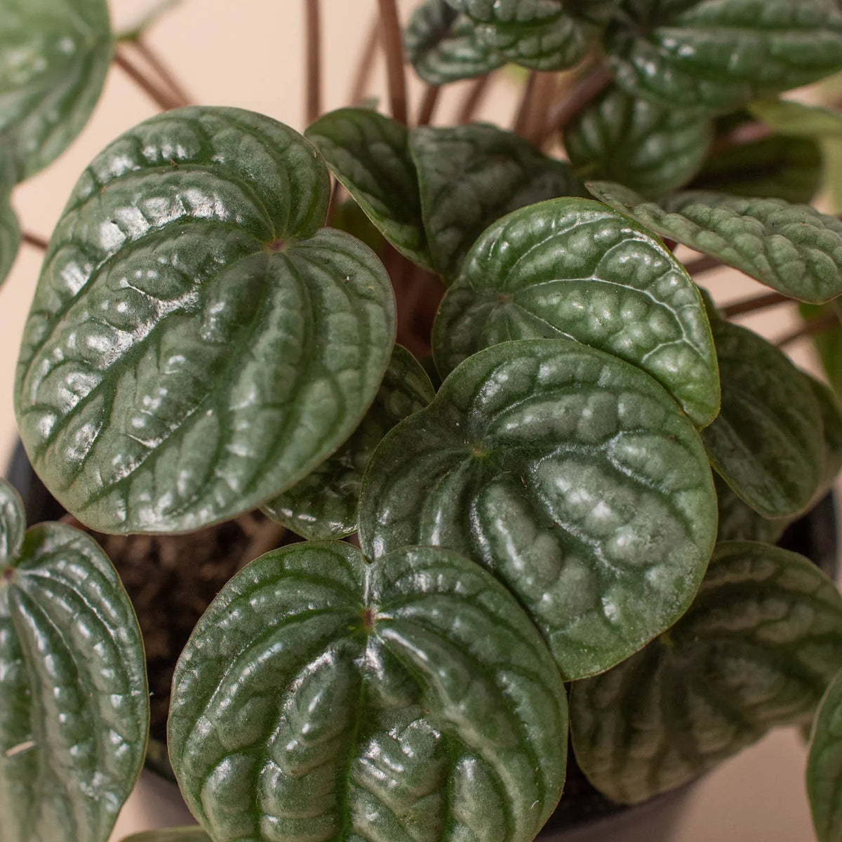4" pot peperomia 'burbella' live houseplant for sale, rounded quilted leaves in silver-green hues, slow-growing compact form, thick succulent-like stems, tolerates average indoor humidity, perfect for a boho bookshelf or windowsill vignette, a charming starter plant gift for beginners
