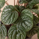4" pot peperomia 'burbella' live houseplant for sale, lustrous gray-green caperata-ridged leaves, upright bushy form stays under 12 inches, easy-care indoor plant for offices or small spaces, stores water in thick leaves for drought tolerance, elegant on a tabletop or plant stand, a lovely gift for any plant enthusiast