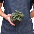 4" pot peperomia 'burbella' live houseplant for sale, lustrous gray-green caperata-ridged leaves, upright bushy form stays under 12 inches, easy-care indoor plant for offices or small spaces, stores water in thick leaves for drought tolerance, elegant on a tabletop or plant stand, a lovely gift for any plant enthusiast