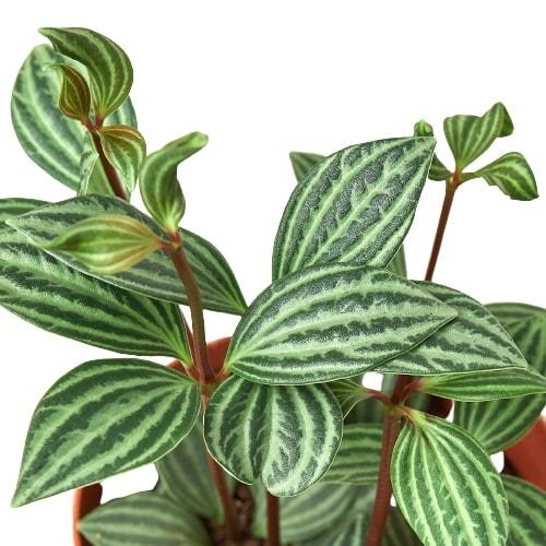Buy 3 inch/ 4 inch/ 6 inch Peperomia 'Parallel' live house plant online, peperomia parallel plant with elongated oval leaves and dark green stripes, compact peperomia parallel plant with decorative foliage pattern