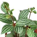 Peperomia 'Parallel' 3 inch/ 4 inch/ 6 inch live house plant for sale, peperomia parallel bushy foliage plant for indoor decoration, ornamental peperomia parallel plant with unique striped texture