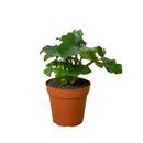 buy philodendron 'atom' live houseplant 4" pot online, dense clumping rosette of dark glossy leaves, ruffled wavy leaf edges at maturity, compact non-climbing tropical growth, easy care humidity tolerant, a stunning botanical accent for modern or bohemian home decor, lovely gift for new plant parents