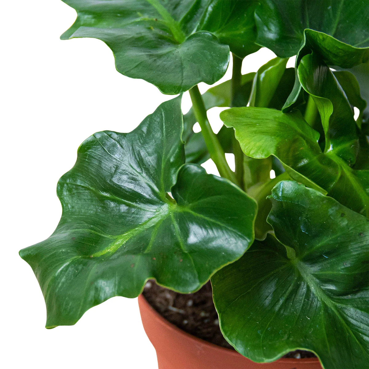 6" pot philodendron 'atom' live houseplant for sale, deeply lobed wavy evergreen leaves, rich forest green glossy texture, slow growing dwarf form, air purifying indoor quality, perfect for brightening a home office or living room corner, an ideal housewarming or birthday gift