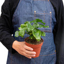 buy philodendron 'atom' live houseplant 4" pot online, dense clumping rosette of dark glossy leaves, ruffled wavy leaf edges at maturity, compact non-climbing tropical growth, easy care humidity tolerant, a stunning botanical accent for modern or bohemian home decor, lovely gift for new plant parents