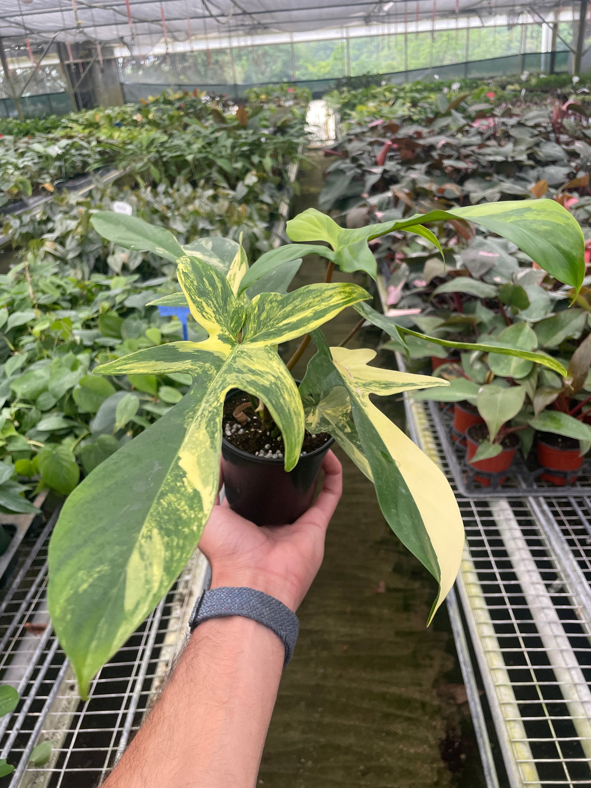 4" pot philodendron florida beauty variegated live houseplant for sale, irregular cream and pale yellow marbling across multi-lobed foliage, vigorous vining growth habit suited to moss pole climbing, each leaf uniquely patterned with no two alike, thrives in bright indirect light with high humidity, a striking tropical centerpiece for modern or bohemian interiors, an exceptional and rare gift for serious houseplant collectors