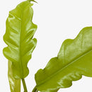 Philodendron live plants, indoor plants for sale, buy Philodendron Golden Crocodile online, Philodendron Golden Crocodile near me, plants shop in ca