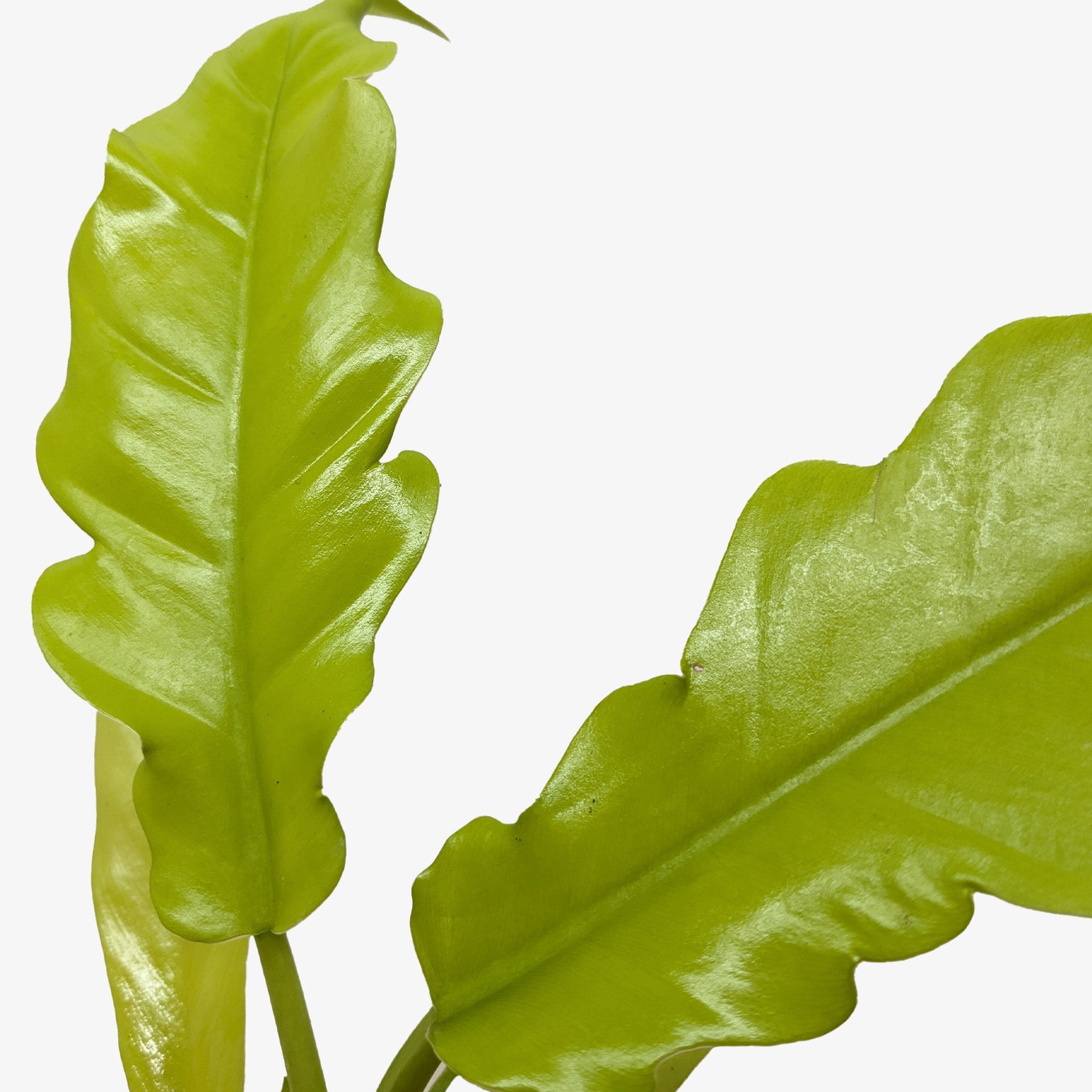 golden crocodile philodendron rare Philodendron Golden Crocodile - Eye-catching, Trendy Live Houseplants