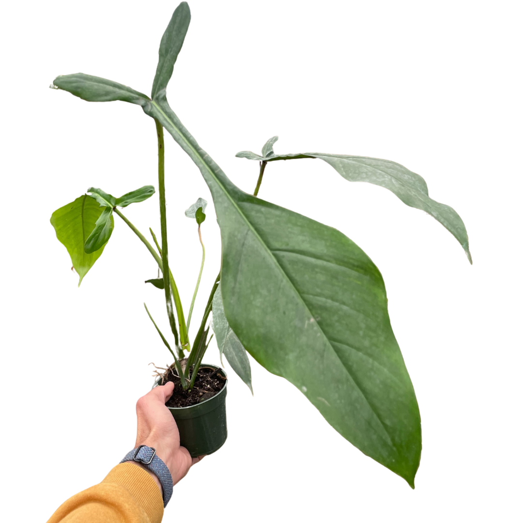 buy philodendron 'joepii' live houseplant 4" pot online, deep forest green tri-lobed sculptural leaves, glossy leathery texture, narrow waisted mature foliage, slow-growing tropical climbing aroid, striking focal point for modern indoor jungle spaces, a rare collector gift for serious plant enthusiasts