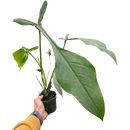6" pot philodendron 'joepii' live houseplant for sale, lush forest green mature leaves with dramatic three-lobed form, vining climbing growth, bright indirect light lover, high humidity tropical beauty, an eye-catching floor plant or statement display piece, a truly rare and memorable gift for plant enthusiasts