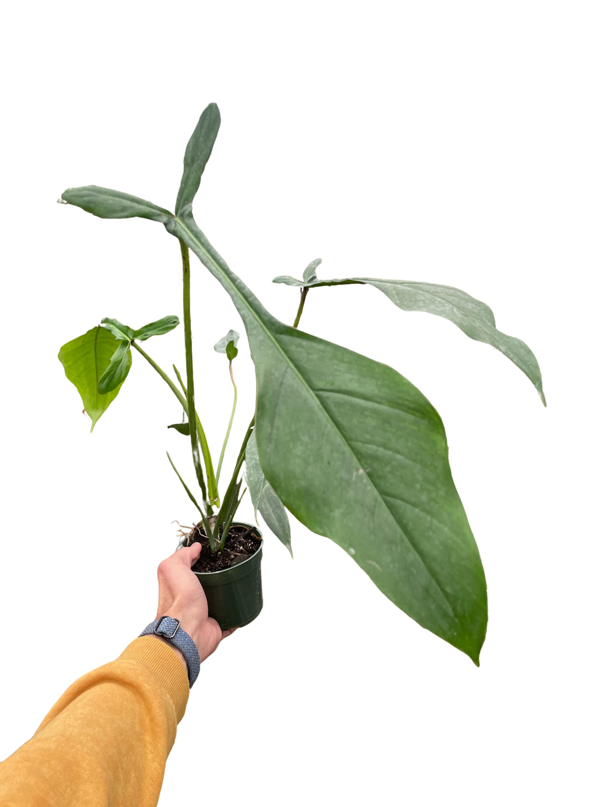 6" pot philodendron 'joepii' live houseplant for sale, lush forest green mature leaves with dramatic three-lobed form, vining climbing growth, bright indirect light lover, high humidity tropical beauty, an eye-catching floor plant or statement display piece, a truly rare and memorable gift for plant enthusiasts
