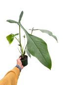 6" pot philodendron 'joepii' live houseplant for sale, lush forest green mature leaves with dramatic three-lobed form, vining climbing growth, bright indirect light lover, high humidity tropical beauty, an eye-catching floor plant or statement display piece, a truly rare and memorable gift for plant enthusiasts