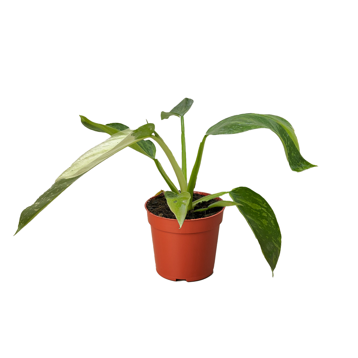 buy philodendron jose bueno live houseplant 4" pot online, large glossy deep green leaves with cream and white variegation, leathery cordate leaf texture, vigorous climbing growth form, striking tropical focal point, rare collector aroid for modern living room decor, a unique and impressive gift for plant enthusiasts