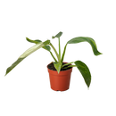 buy philodendron jose bueno live houseplant 4" pot online, painterly cream-splashed variegated foliage on deep green glossy leaves, thick cordate blades with dramatic patterning, fast-climbing aroid growth habit, rare and highly sought-after cultivar, a bold architectural accent for bright living rooms or home offices, an extraordinary and cherished gift for tropical plant lovers