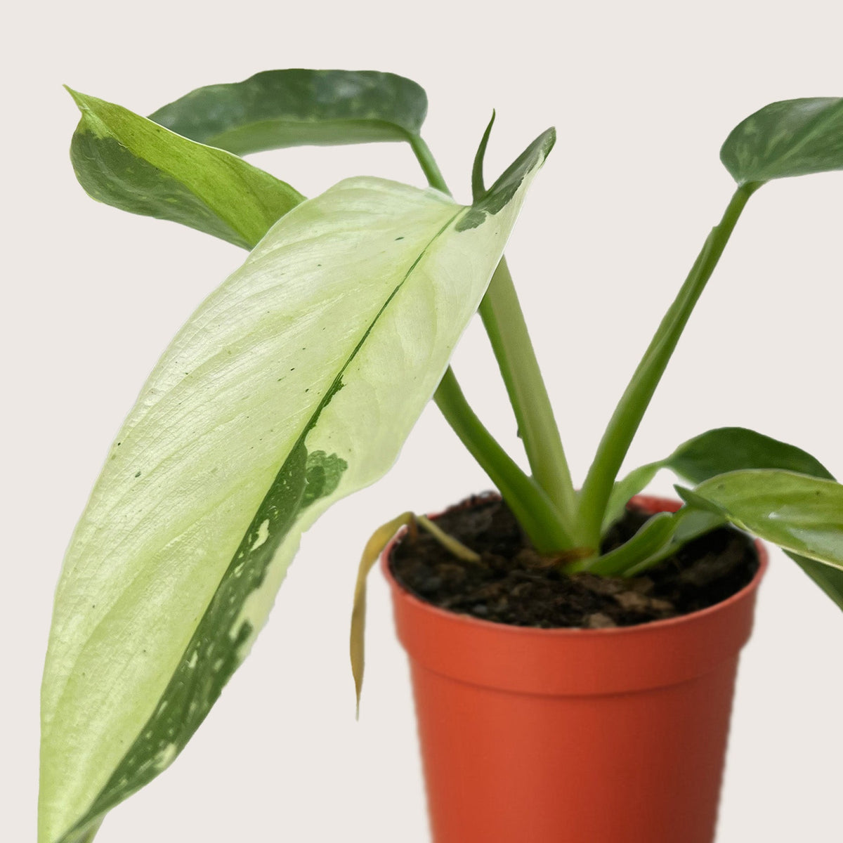 6" pot philodendron jose bueno live houseplant for sale, bold arrow-shaped variegated foliage with creamy white splashes, thick leathery leaf surface, upright climbing habit with aerial roots, air-purifying tropical beauty, adds lush jungle-inspired style to any bright indoor space, a rare and memorable gift for aroid collectors