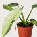 buy philodendron jose bueno live houseplant 4" pot online, painterly cream-splashed variegated foliage on deep green glossy leaves, thick cordate blades with dramatic patterning, fast-climbing aroid growth habit, rare and highly sought-after cultivar, a bold architectural accent for bright living rooms or home offices, an extraordinary and cherished gift for tropical plant lovers