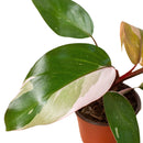 pink indoor plants, rare pink indoor plants, 8 inch pink indoor plants, large pink indoor plants, colorful houseplants