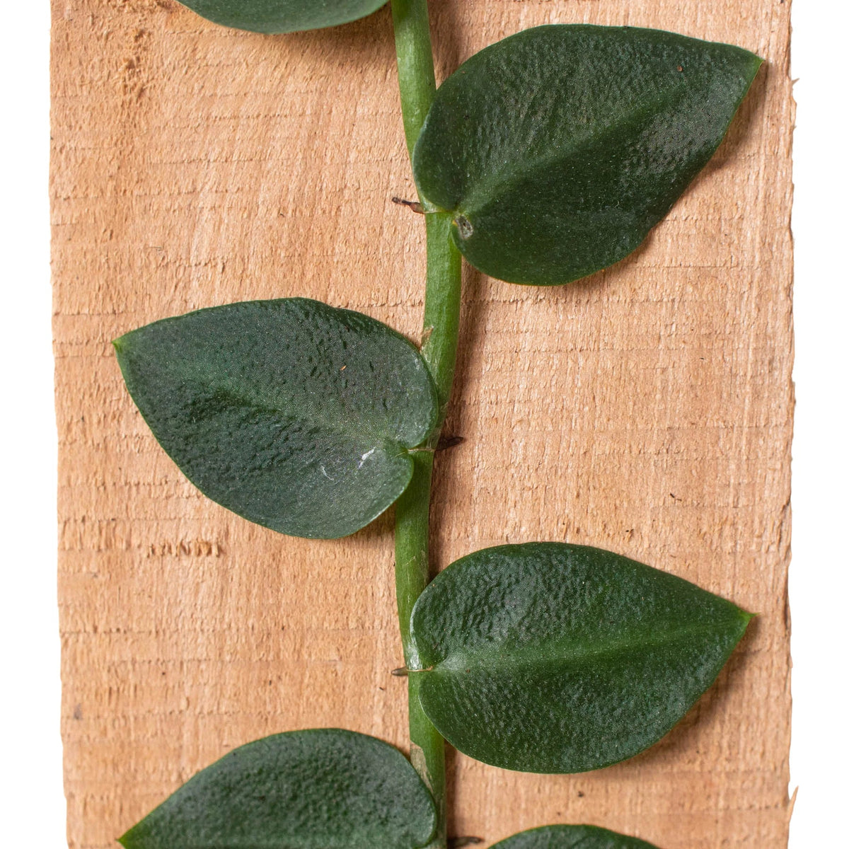 Buy 4 inch Rhaphidophora Hayi (Shingle Plant) live plant online, Rhaphidophora Hayi indoor climbing plant for moss pole or board, Rhaphidophora Hayi unique collector plant with flat pressed leaves