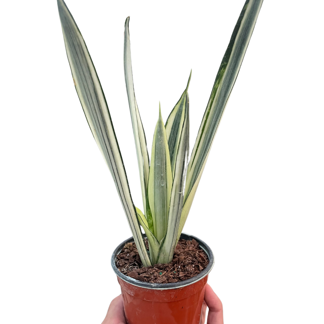 buy snake 'bantel's sensation' live houseplant 4" pot online, narrow upright dark green leaves with bold white vertical pinstripes, slow-growing architectural succulent, drought tolerant and low maintenance, striking accent for modern minimalist interiors, thoughtful gift for plant lovers and design enthusiasts