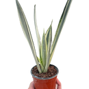 buy snake 'bantel's sensation' live houseplant 6" pot online, rare rhs award-winning cultivar with slender evergreen leaves and crisp vertical white banding, easy care and adapts to various indoor light levels, slow-growing clumping form ideal for desk or floor display, elegant nature-inspired gift for home decor enthusiasts