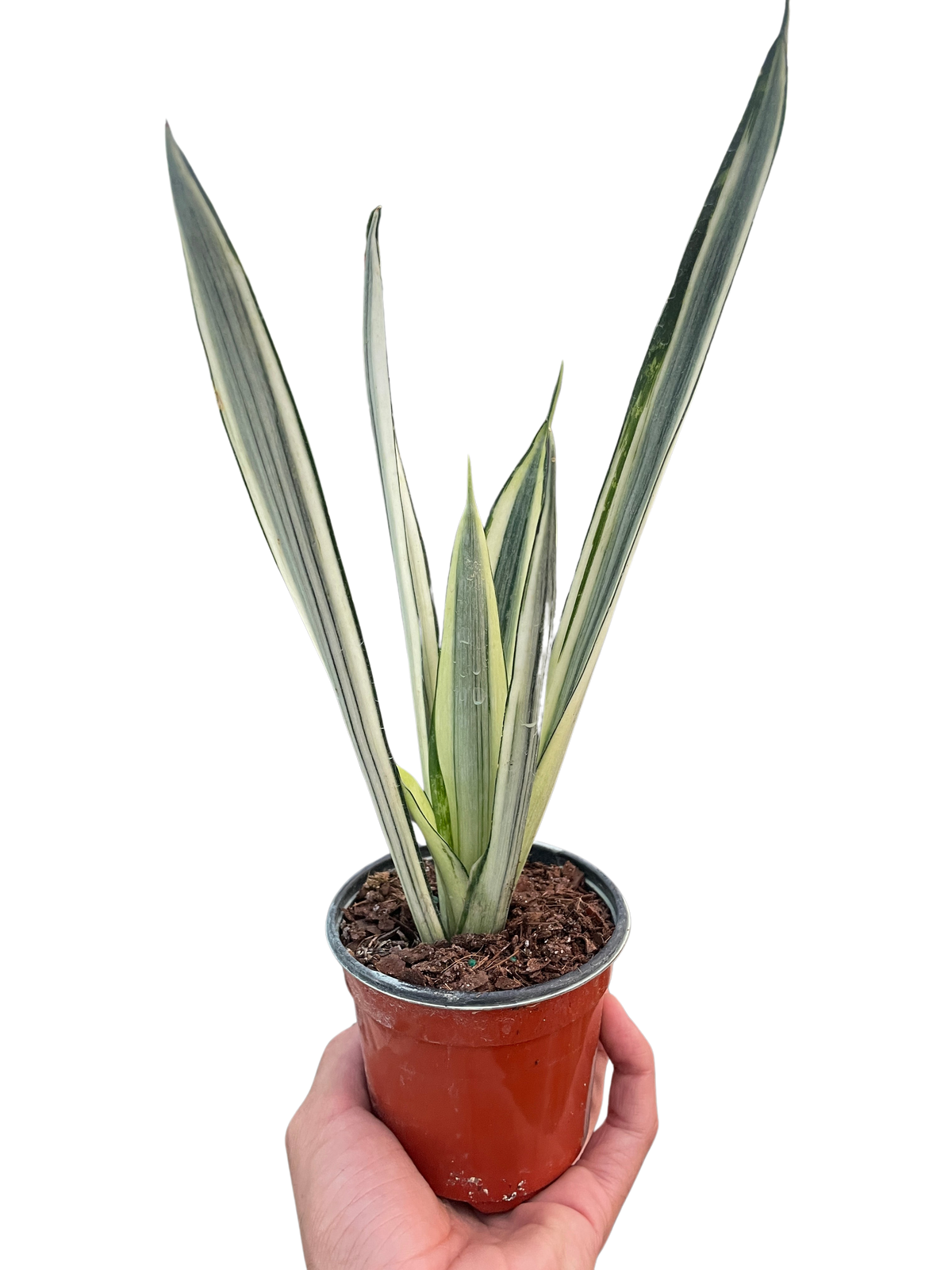 4" pot snake 'bantel's sensation' live houseplant for sale, compact upright grower with stiff pointed leaves patterned in white and deep green, highly drought tolerant beginner-friendly succulent, clusters of vertical leaves with refined sculptural silhouette, stylish tabletop or shelf accent for any indoor space, charming gift for new plant parents