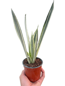 buy snake 'bantel's sensation' live houseplant 6" pot online, rare rhs award-winning cultivar with slender evergreen leaves and crisp vertical white banding, easy care and adapts to various indoor light levels, slow-growing clumping form ideal for desk or floor display, elegant nature-inspired gift for home decor enthusiasts