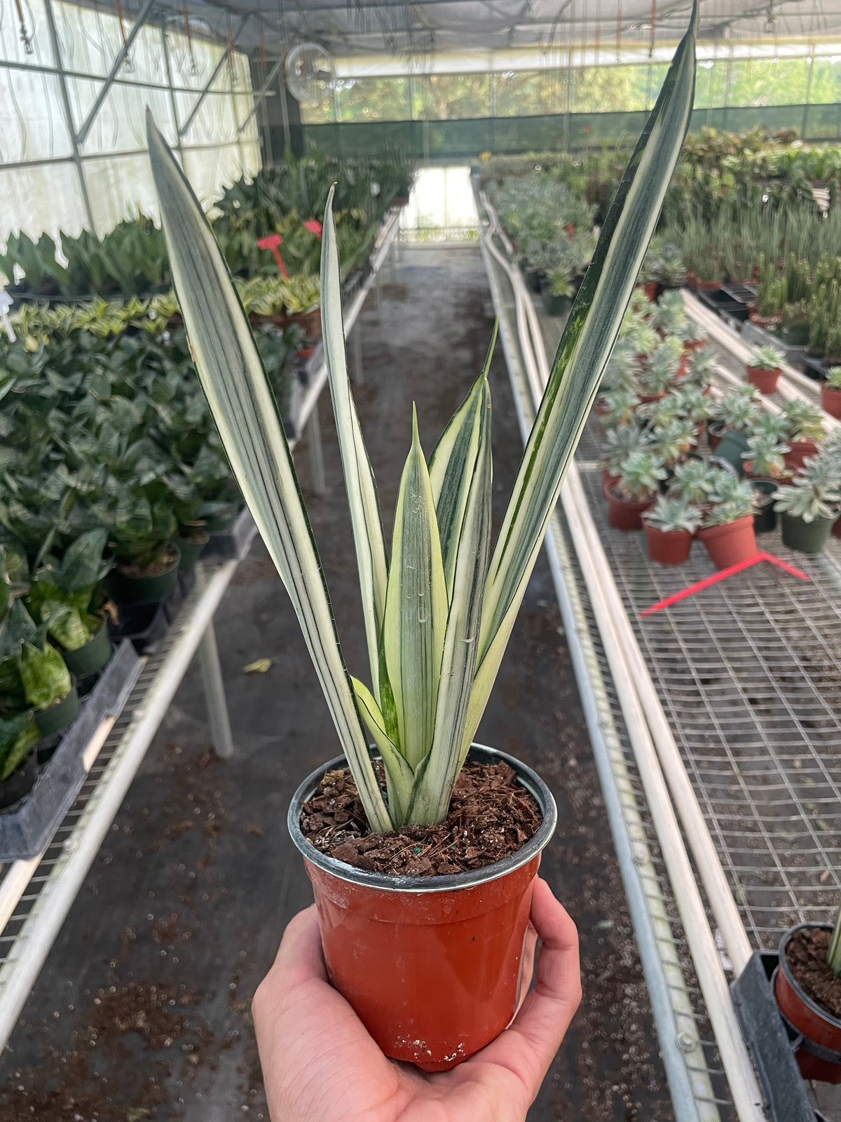 6" pot snake 'bantel's sensation' live houseplant for sale, tall slender rigidly upright foliage with creamy white and green vertical striping, variegated air-purifying indoor plant, thrives in bright indirect light, elegant statement piece for living rooms and home offices, ideal housewarming or birthday gift