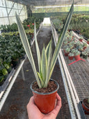 buy snake 'bantel's sensation' live houseplant 6" pot online, rare rhs award-winning cultivar with slender evergreen leaves and crisp vertical white banding, easy care and adapts to various indoor light levels, slow-growing clumping form ideal for desk or floor display, elegant nature-inspired gift for home decor enthusiasts