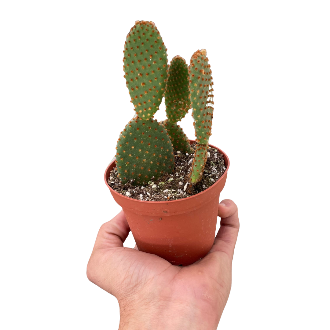 buy opuntia 'microdasys' (bunny ear cactus) live cactus 4" pot online, flat oval green pads dotted with golden glochids, slow-growing compact shrub form, fuzzy polka-dot texture, drought tolerant and sun-loving, bold desert accent for windowsills or shelves, a unique and charming gift for cactus collectors and beginners alike