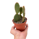 buy opuntia 'microdasys' (bunny ear cactus) live cactus 4" pot online, dense branching pad-on-pad growth habit in vivid green, golden to white glochid dots evenly spaced across pads, drought tolerant and virtually no-fuss care, compact pot-ready starter size, a striking bohemian desert centerpiece for shelves and sunny spots, wonderful gift for succulent lovers and beginner gardeners