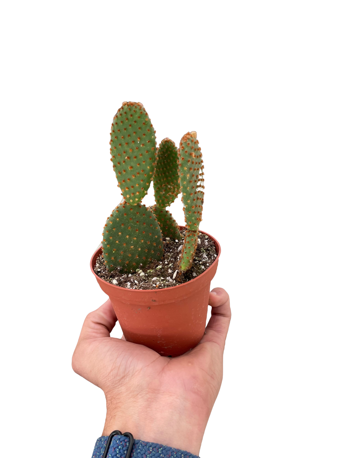 buy opuntia 'microdasys' (bunny ear cactus) live cactus 4" pot online, dense branching pad-on-pad growth habit in vivid green, golden to white glochid dots evenly spaced across pads, drought tolerant and virtually no-fuss care, compact pot-ready starter size, a striking bohemian desert centerpiece for shelves and sunny spots, wonderful gift for succulent lovers and beginner gardeners