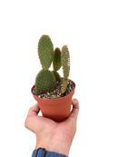 buy opuntia 'microdasys' (bunny ear cactus) live cactus 4" pot online, dense branching pad-on-pad growth habit in vivid green, golden to white glochid dots evenly spaced across pads, drought tolerant and virtually no-fuss care, compact pot-ready starter size, a striking bohemian desert centerpiece for shelves and sunny spots, wonderful gift for succulent lovers and beginner gardeners