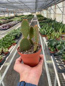 buy opuntia 'microdasys' (bunny ear cactus) live cactus 4" pot online, dense branching pad-on-pad growth habit in vivid green, golden to white glochid dots evenly spaced across pads, drought tolerant and virtually no-fuss care, compact pot-ready starter size, a striking bohemian desert centerpiece for shelves and sunny spots, wonderful gift for succulent lovers and beginner gardeners