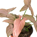 6 inch trailing vine plants, Arrowhead plant, Arrow-shaped leaves plants, Easy-care tropical foliage plant