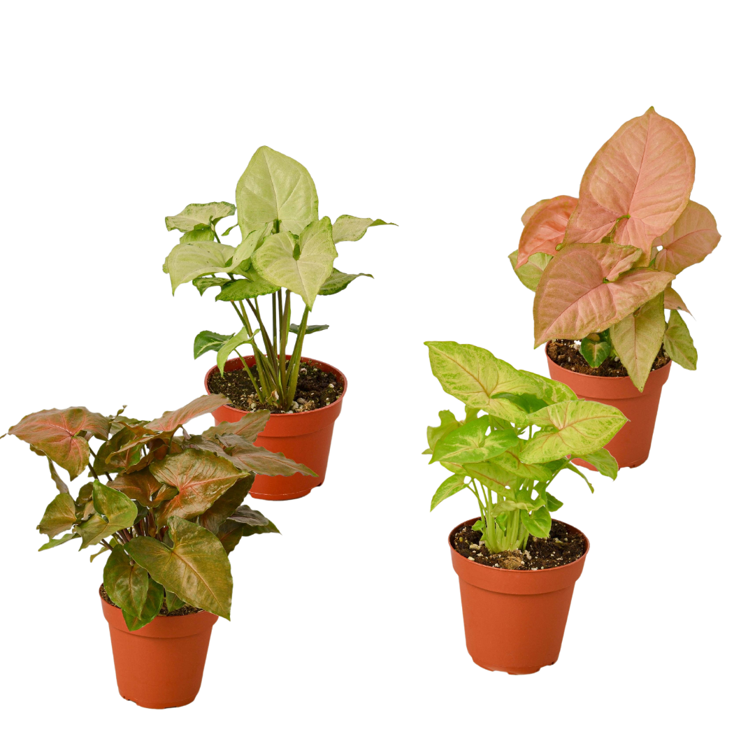 buy 4 Different Syngonium Plants - Arrowhead Plants / 4" Pot / Live Plant live houseplant 4" pot online, arrow-shaped dark green-red tropical leaves, glossy variegated foliage, compact climbing or trailing growth habit, low-light tolerant air purifier, a lush bohemian accent for shelves and desks, makes a thoughtful housewarming or office gift