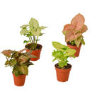 buy 4 Different Syngonium Plants - Arrowhead Plants / 4" Pot / Live Plant live houseplant 4" pot online, lush heart-shaped leaves in rich green and red tones, smooth glossy leaf surface with striking venation, adaptable trailing or climbing growth form, NASA-recognized formaldehyde-filtering indoor plant, a vibrant tropical statement piece for home or office decor, an ideal gift set for plant enthusiasts of all experience levels