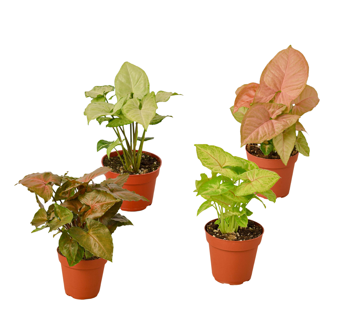 buy 4 Different Syngonium Plants - Arrowhead Plants / 4" Pot / Live Plant live houseplant 4" pot online, lush heart-shaped leaves in rich green and red tones, smooth glossy leaf surface with striking venation, adaptable trailing or climbing growth form, NASA-recognized formaldehyde-filtering indoor plant, a vibrant tropical statement piece for home or office decor, an ideal gift set for plant enthusiasts of all experience levels