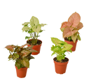 buy 4 Different Syngonium Plants - Arrowhead Plants / 4" Pot / Live Plant live houseplant 4" pot online, lush heart-shaped leaves in rich green and red tones, smooth glossy leaf surface with striking venation, adaptable trailing or climbing growth form, NASA-recognized formaldehyde-filtering indoor plant, a vibrant tropical statement piece for home or office decor, an ideal gift set for plant enthusiasts of all experience levels