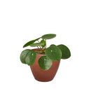 how to care for Pilea peperomioides Chinese Money Plant, houseplant gift ideas, special houseplants for home and office, bright light houseplant