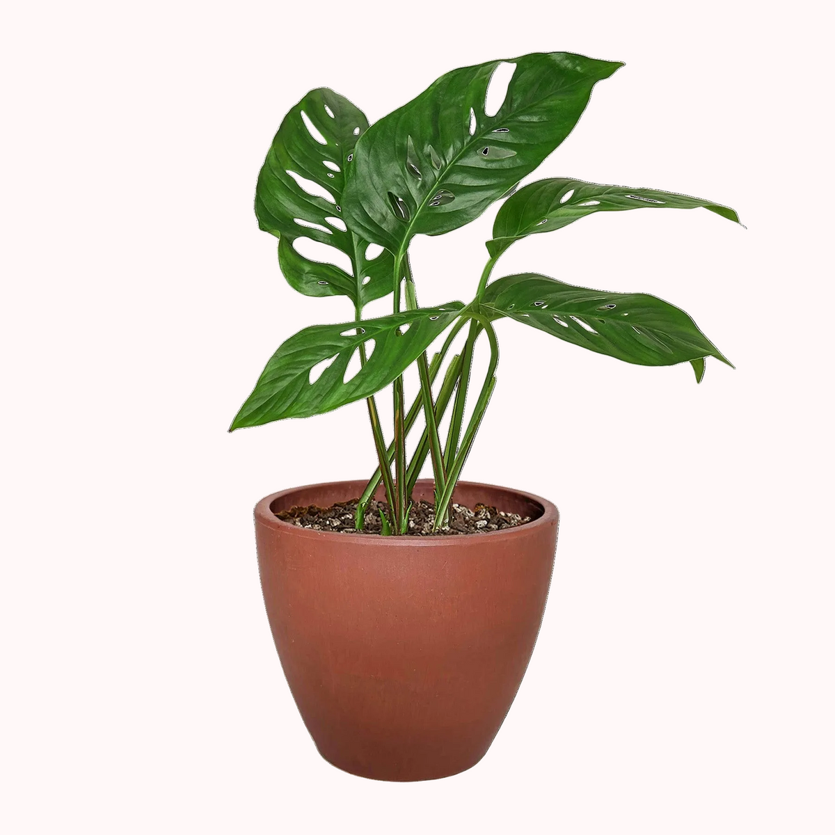 4 inch rare tropical houseplant in decorative pot, air purifying houseplant, buy live plant online