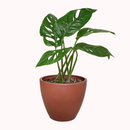 small Monstera Adansonii 'Swiss Cheese' in plastic pot, buy Monstera Adansonii 'Swiss Cheese' online near me, Monstera Adansonii 'Swiss Cheese' for sale