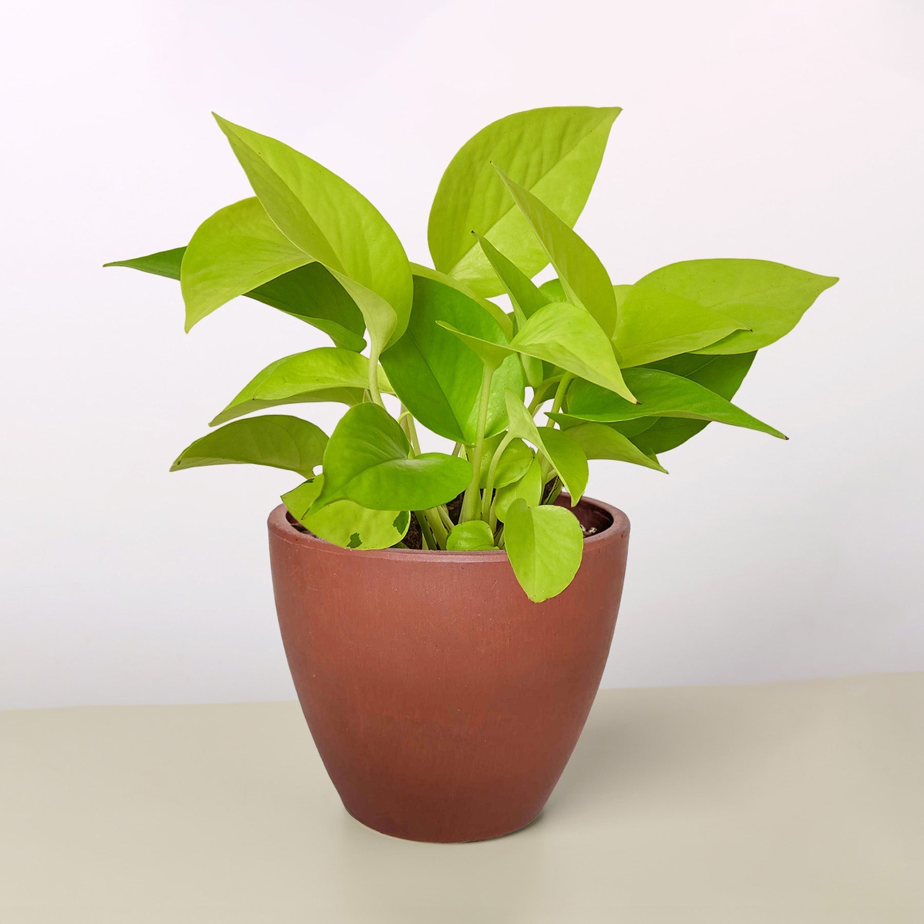 buy neon pothos online Buy Pothos Neon Houseplant Online