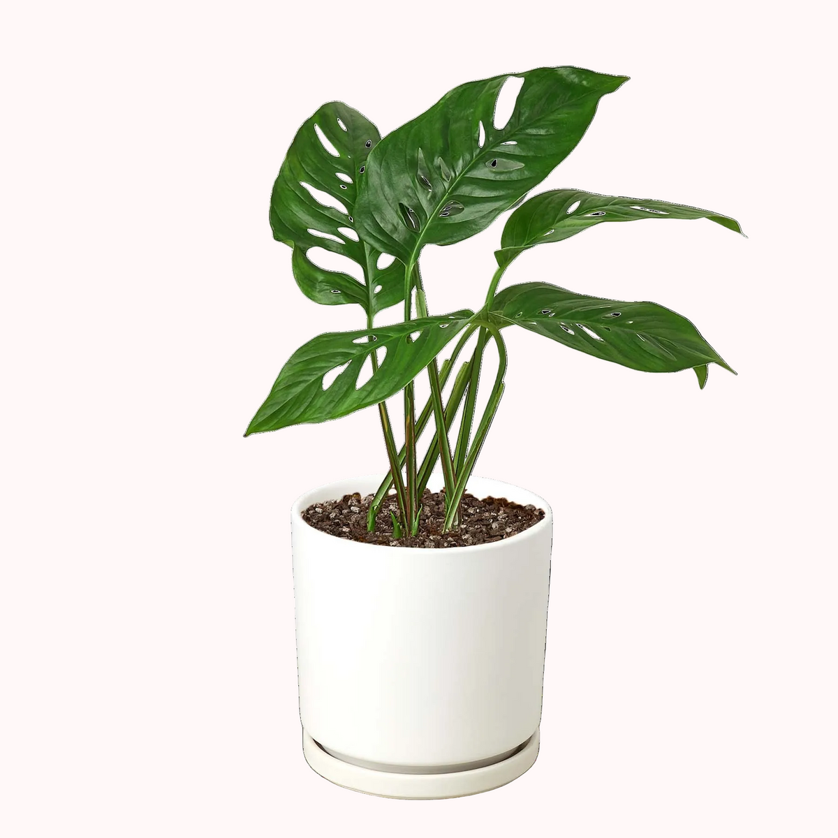 4 inch swiss cheese in white ceramic pot, 4 inch houseplants for sale, buy live plants online