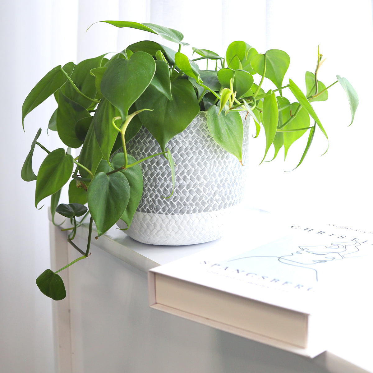 6 inch planter, houseplant pot, round cement plant pot, basket design planter, large planter for houseplants, buy houseplant pot near me, large decorative plant pot for houseplants