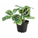 Maranta Green Prayer Plant, Rabbit Tracks for sale online, Easy to grow houseplants, Types of Colorful Foliage Plants, indoor houseplant, colorful foliage houseplant