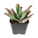 Mother of Thousands Kalanchoe, Rare succulents, succulent care, Succulents shop near me, Succulents, succulent care tips, cactus, monthly succulents, succulents store in CA, Mother of Thousands Kalanchoe in California, How to grow Mother of Thousands Kalanchoe