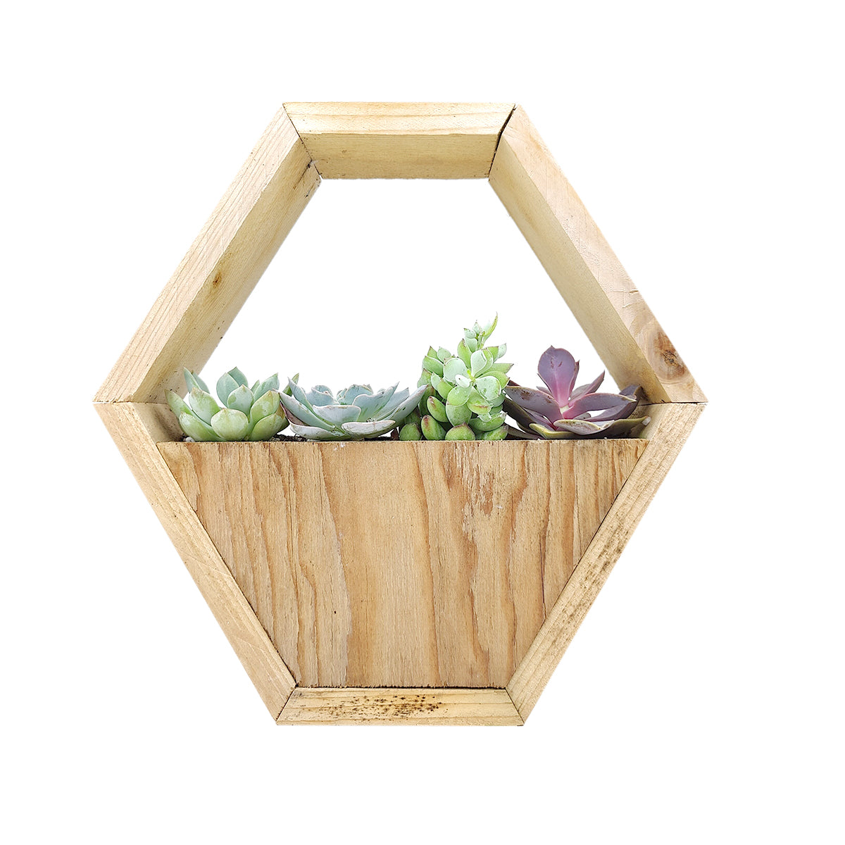 Live Succulent Arrangment in Hexagon Wall Planter for sale, Plant wedding gift, Plant birthday gift, Sustainable Gift, Wooden Wall Planter