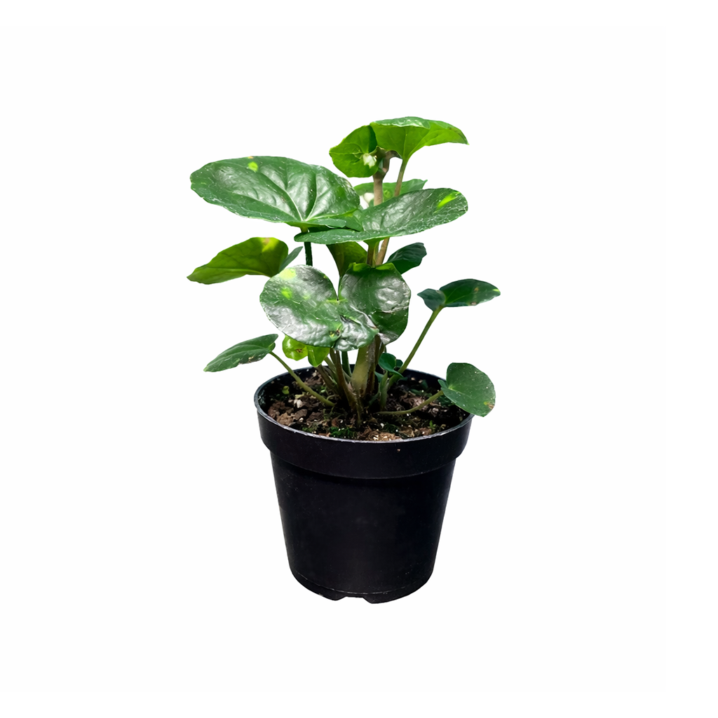 Farfugium japonicum ‘Firefly’ Leopard Plant with Spotted Foliage 6in Grower Pot, Indoor Leopard Plant Live for Gifting