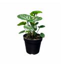 Farfugium japonicum ‘Firefly’ Leopard Plant with Spotted Foliage 6in Grower Pot, Indoor Leopard Plant Live for Gifting