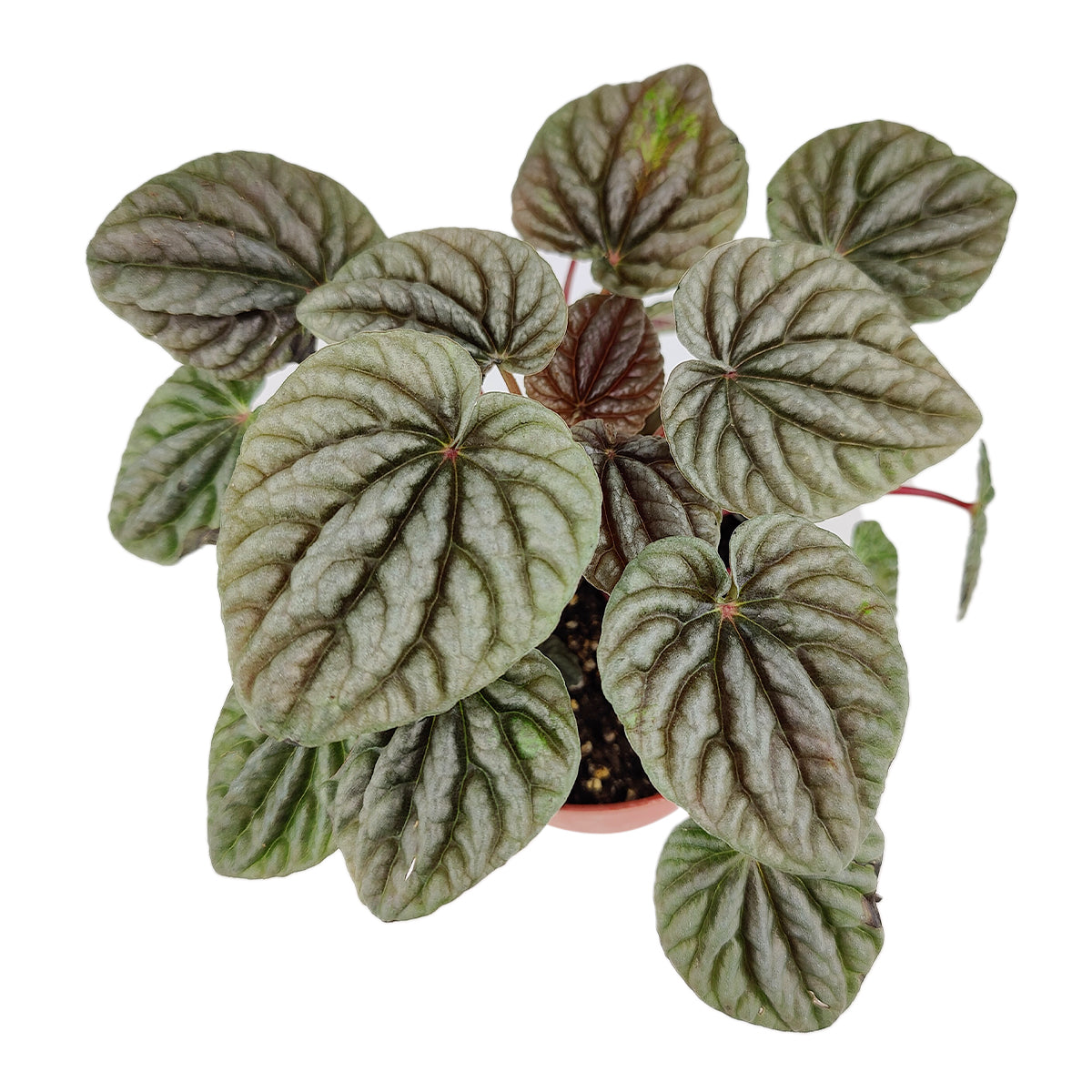Peperomia Caperata, Emerald Ripple Pepper, Indoor Houseplants, Colorful Foliage Houseplants, Easy Care Houseplants for Beginners, How to Care for Peperomia Caperata